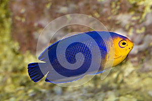 The Pygmy or Cherub Angelfish Centropyge argi. photo