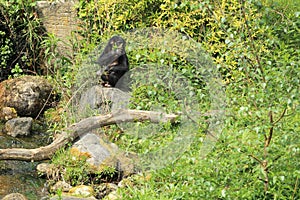 Pygmy chimpanzee