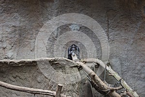 Pygmy chimpanzees playing