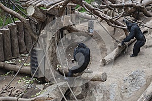 Pygmy chimpanzees playing
