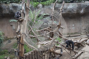 Pygmy chimpanzees playing