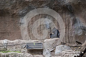 Pygmy chimpanzees playing photo