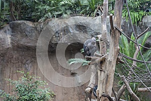 Pygmy chimpanzees playing photo