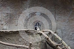 Pygmy chimpanzees playing photo