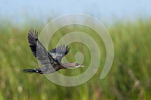 Pygmy Cormorant in flight