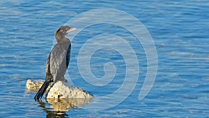 Pygmy cormorant & x28;Microcarbo pygmeus& x29;