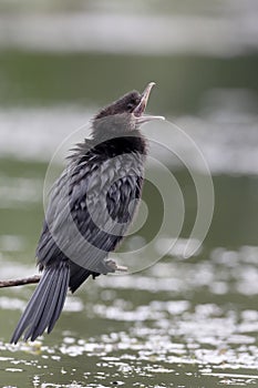 Pygmy cormorant, Phalacrocorax pygmeus photo