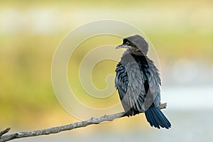A pygmy cormorant resting on a small branch near the water