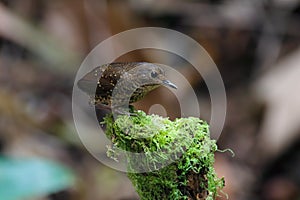 Pygmy Cupwing Pnoepyga pusilla Beautiful Birds of Thailand perching on the tree