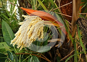 Pygmy Date Palm bloom