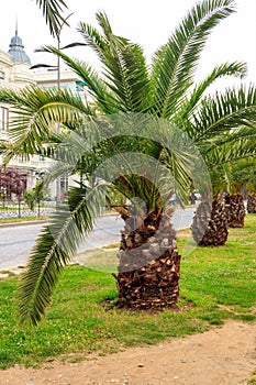 Pygmy date palm trees Phoenix roebelenii in city park in Batumi, Georgia