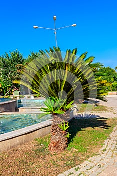 Pygmy date palm trees Phoenix roebelenii in city park in Kemer, Turkey