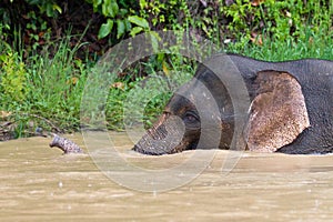 Pygmy elephant