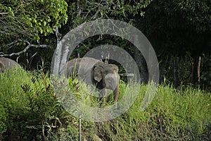 Pygmy Elephant Borneo