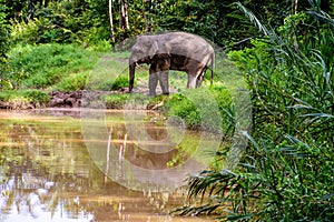 Pygmy elephant and its reflection in the river