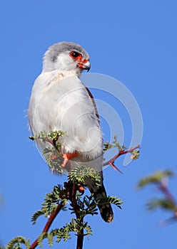 Pygmy Falcon