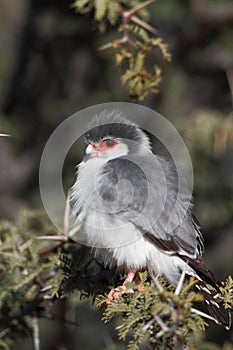 Pygmy Falcon