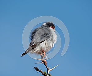 Pygmy Falcon