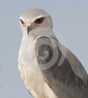 Pygmy falcon.