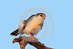 Pygmy falcon on a branch