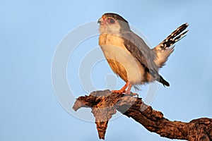 Pygmy falcon on a branch