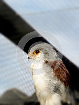 Pygmy Falcon female
