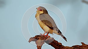 Pygmy falcon perched on a branch