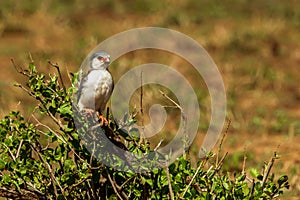 Pygmy Falcon