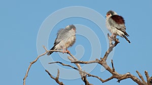 Pygmy falcons perched on a branch