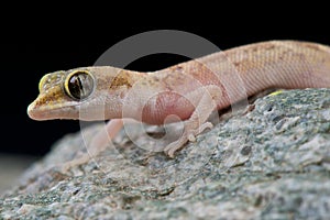 Pygmy gecko