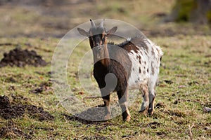 Pygmy goat