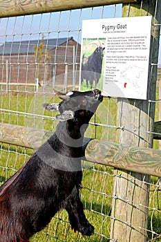 Pygmy goat