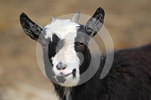 Pygmy goat