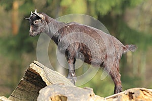 Pygmy goat