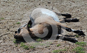 Pygmy goat