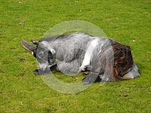 Pygmy Goat - Capra aegagrus