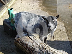 Pygmy Goat - Capra aegagrus