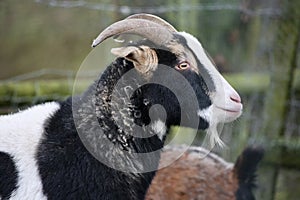 Pygmy goat close up photo