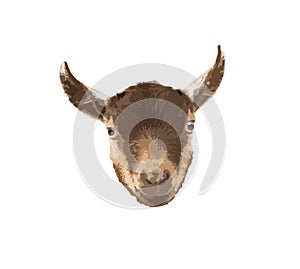 Pygmy Goat head vector