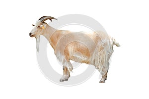 Pygmy goat isolated on white background