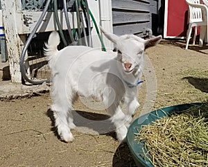 Pygmy goat kid munching on straw - Baby Goat - Capra aegagrus hircus