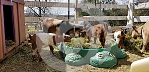 Pygmy goat kid munching on straw - Baby Goat - Capra aegagrus hircus