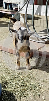 Pygmy goat kid munching on straw - Baby Goat - Capra aegagrus hircus