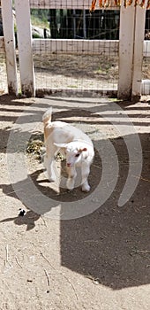 Pygmy goat kid munching on straw - Baby Goat - Capra aegagrus hircus