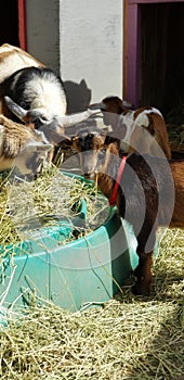 Pygmy goat kid munching on straw - Baby Goat - Capra aegagrus hircus