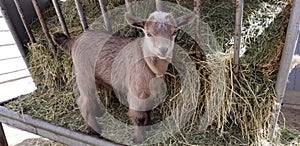 Pygmy goat kid munching on straw - Baby Goat - Capra aegagrus hircus photo