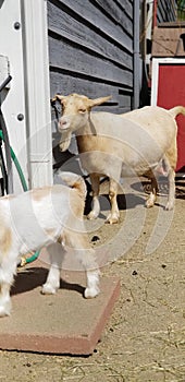 Pygmy goat mother in the barnyard - Capra aegagrus hircus