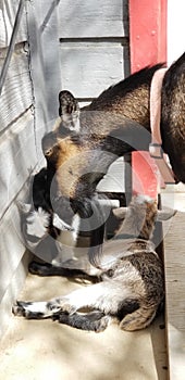 Pygmy goat mother in the barnyard - Capra aegagrus hircus