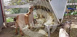 Pygmy goat mother in the barnyard - Capra aegagrus hircus