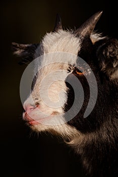 Pygmy Goat's Face On Dark Background